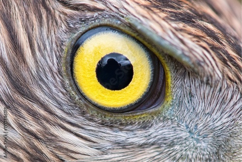 Extreme macro of a Goshawk’s bright yellow eye with deep black pupil, surrounded by detailed brown and white feathers, captured in sharp focus to emphasize texture and piercing gaze.