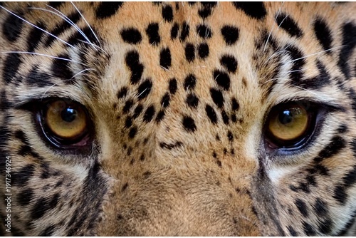 Extreme close-up of a Jaguar’s piercing amber eyes and spotted fur, symmetrically framed to highlight detailed whiskers, textured coat, and intense predatory gaze in natural light.