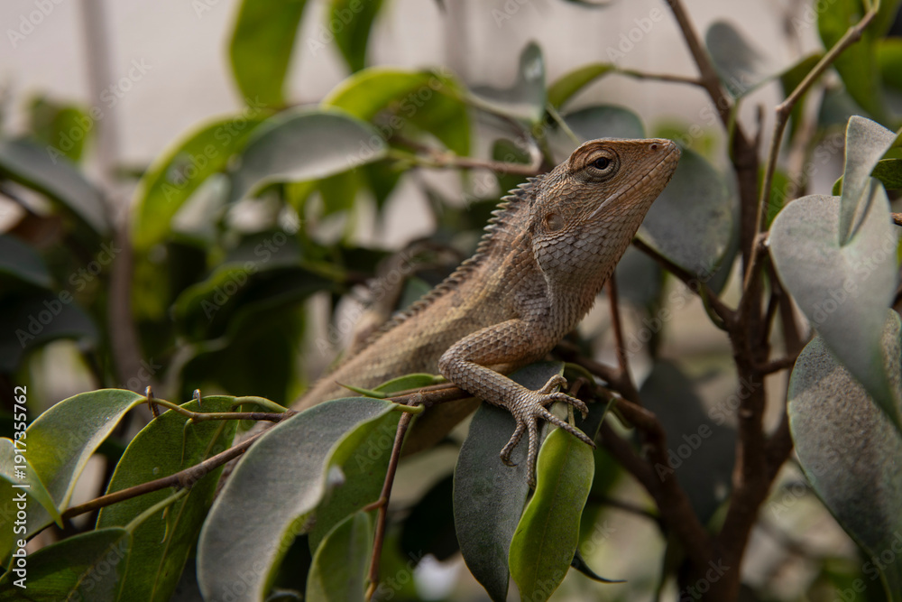 Fototapeta premium Calotes versicolor -- Oriental garden lizard