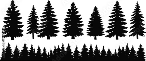 Silhouette forest of pine trees and evergreen trees in two rows Keywords: pine tree, evergreen tree, forest, silhouette, nature