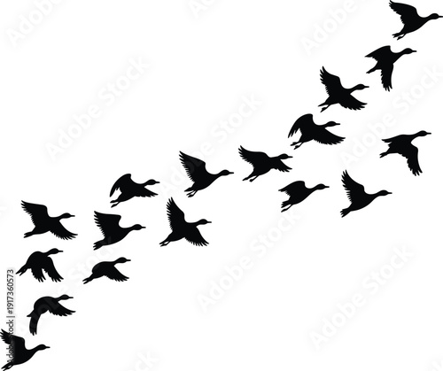Flying Duck Flock Silhouette in V Formation Isolated on White Background Wildlife Bird Vector Illustration