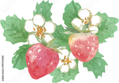水彩いちごのイラスト