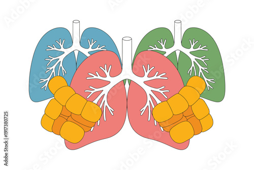 Lung anatomy illustration with colorful detailed internal organs and bronchi
