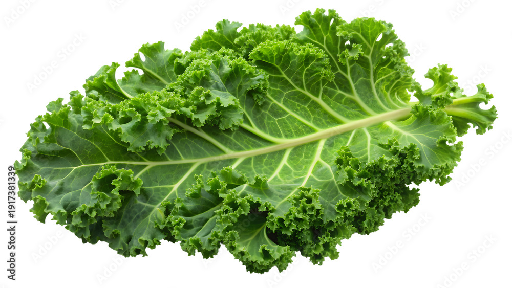 Obraz premium Fresh curly kale leaf with vibrant green color isolated on transparent background