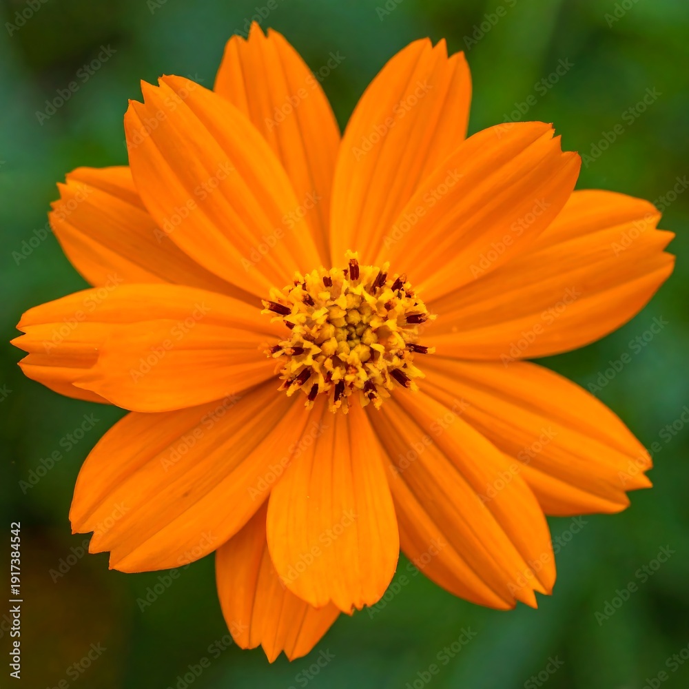 Obraz premium A vibrant orange flower stands alone against a blurred green background