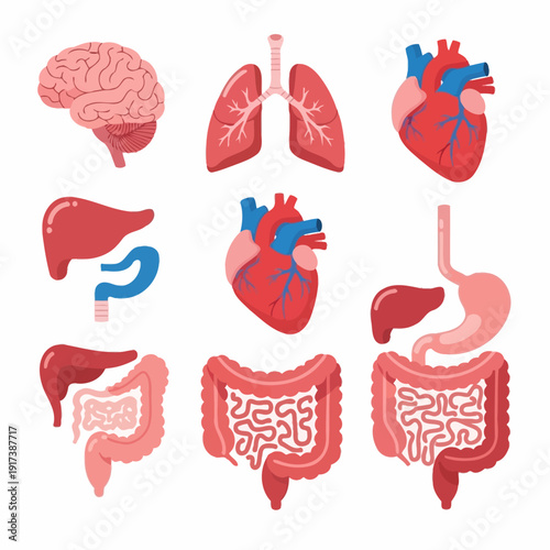 Human Organs Set: Brain, Lungs, Heart, Liver, Stomach, Intestines, Colon - Anatomy Illustration