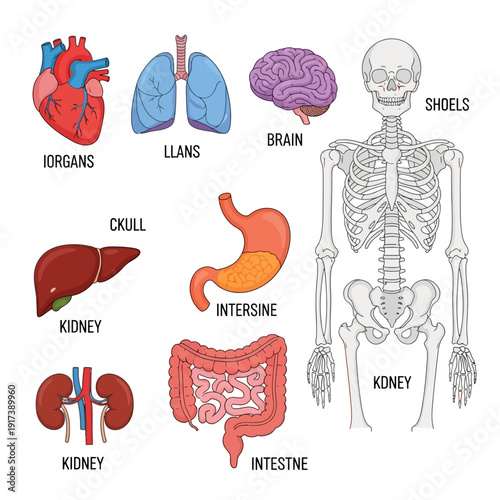 Human Anatomy: Organs, Skeleton, Brain, Lungs, Heart, Stomach, Kidneys, Intestines