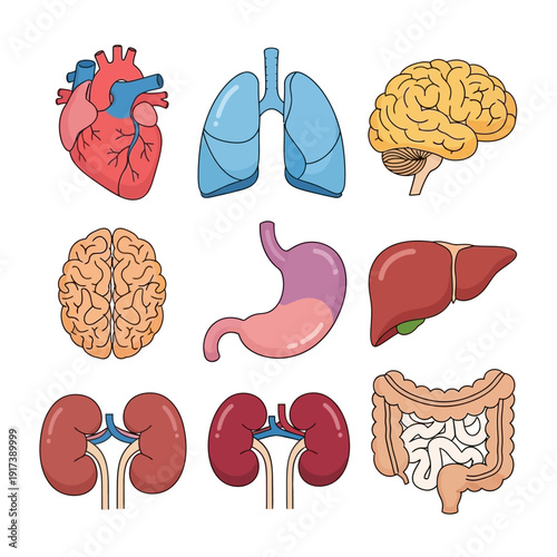 Human Organs Anatomy Set: Heart, Lungs, Brain, Stomach, Liver, Kidneys, Intestines