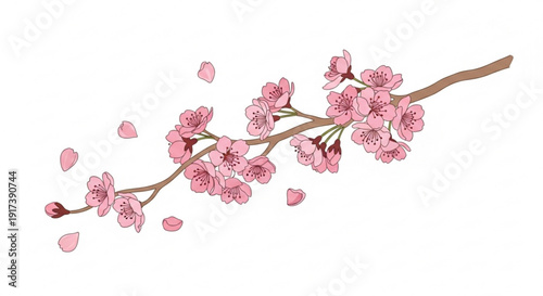 Pink cherry blossoms on a branch with falling petals on white background symbolizing spring and renewal