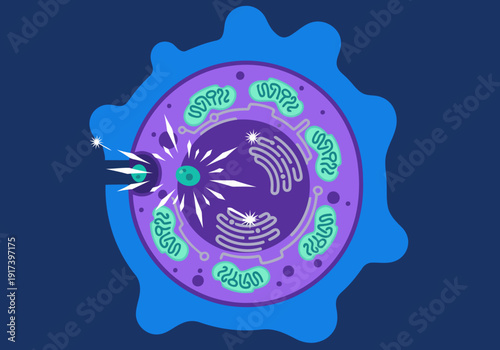 A stylized cell illustration showcases mRNA entry. Vibrant blue cell membrane, purple nucleus, and radiating lines depict the process. Clean, modern design for scientific or educational visuals.