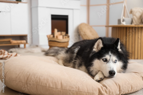 Cute husky dog with firewoo...
