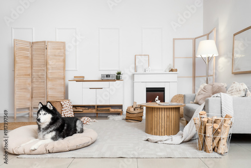 Cute husky dog with firewoo...