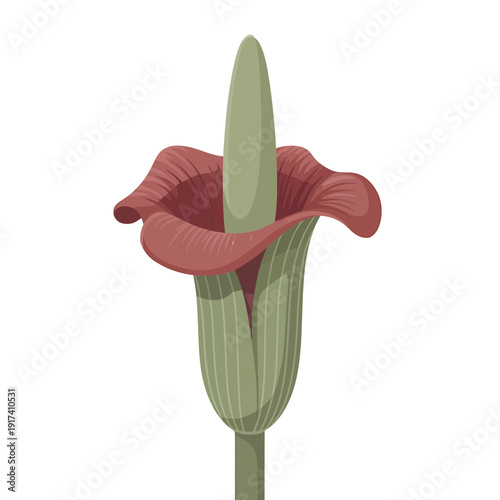 A simple graphic representation shows the exterior view of a deep maroon and green Aroid inflorescence on a white background.