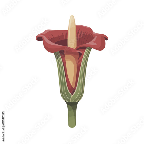 A cutaway graphic reveals the internal structure of a dark red and green Arum flower with a prominent central spadix.