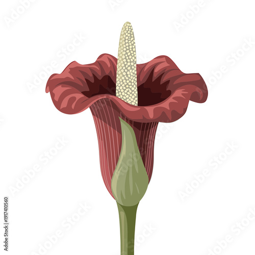 Amorphophallus titanum inflorescence displays a prominent spadix surrounded by a large maroon spathe on a white background.