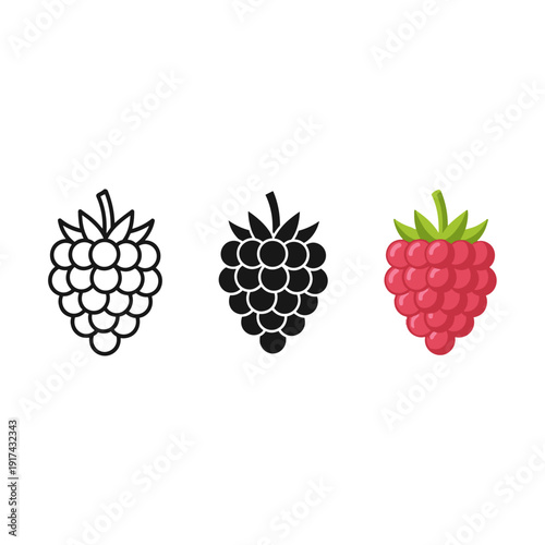 Three illustrations of blackberries and a raspberry Vector
