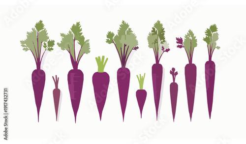 Purple carrots vector illustration fresh healthy vegetable isolated on white
