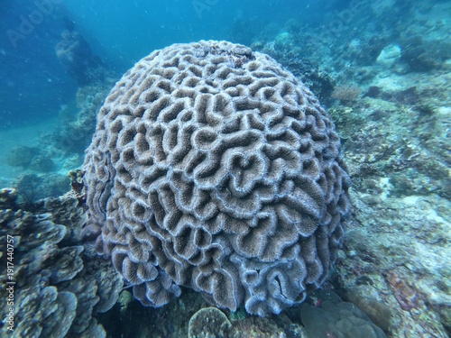 Canvas Print Marine life grooved Brain coral close up