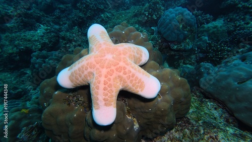 Pink sea star fish on the seabed 