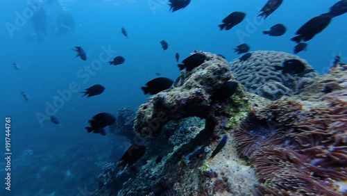 Underwater sea ocean water with beautiful diverse corals and fishes swimming 