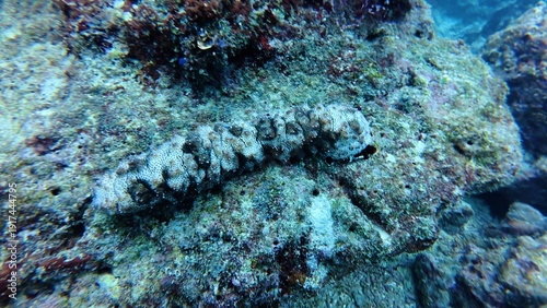 Quadro su tela Blackspotted sea cucumber ie pearsonothuria graeffei