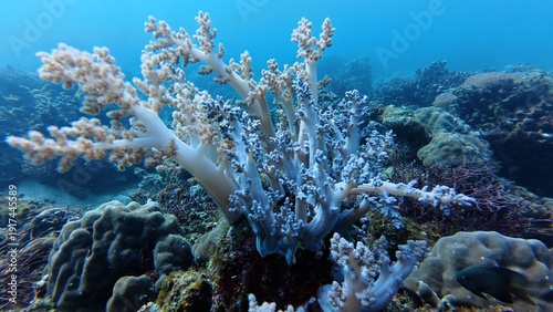 An underwater ecosystem built by colonies of tiny animals 
