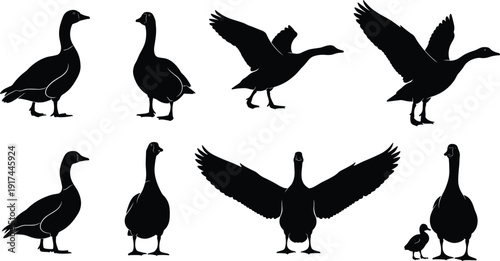 Goose silhouette set collection, black duck bird poses isolated on white background, flying standing walking wings spread, farm poultry vector illustration bundle