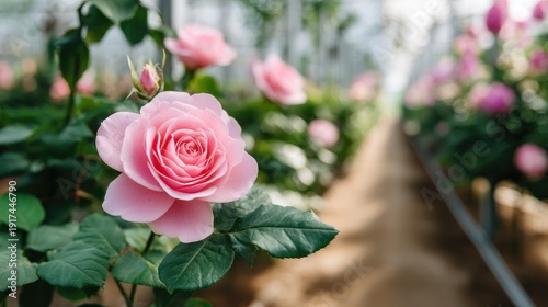 Beautiful Pink Roses Blooming in a Greenhouse with Soft Natural Lighting and Lush Green Foliage Surrounding the Flowers