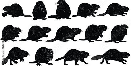 Vector Silhouette Collection of North American Beaver Castor Canadensis in Various Poses Including Swimming and Standing Isolated on White Background for Wildlife Nature Design