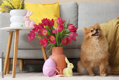Cute Pomeranian dog with tu...