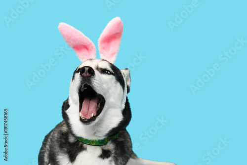 Adorable Husky dog with bun...