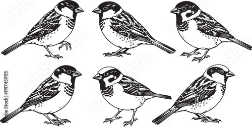 A delightful illustration of six charming sparrows in various poses. isolated on white background