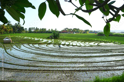 Beautiful rice terrace, 
Soka Village, Tabanan Regency, Bali Province, Indonesia