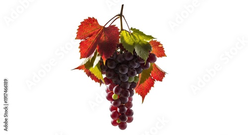 Close up of ripe grapes with vibrant red and green leaves on white background