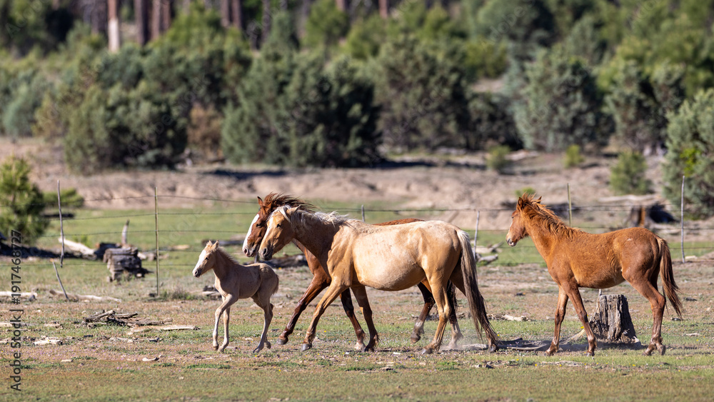 Fototapeta premium Wild horse palomino baby colt running ahead of his herd in the Apache Sitgreaves National Forest mountains in Heber Arizona United States