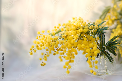 春の光に包まれるミモザのブーケとガラス花瓶｜Soft mimosa flowers in bright natural light