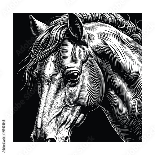 Horse head monochrome portrait refined equestrian vintage engraving vector illustration.