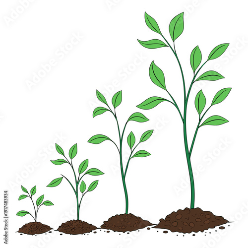 Growth stages of a plant from seedling to maturity
