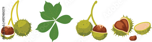 Horse chestnut illustration, conker seed, spiky husk, palmate leaf, botanical drawing, nature design, tree identification, seed dispersal, plant vector, autumn clipart