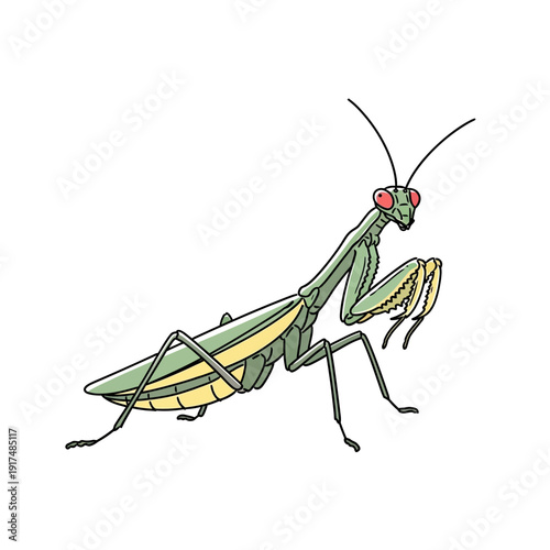 Green Praying Mantis Insect Illustration.
