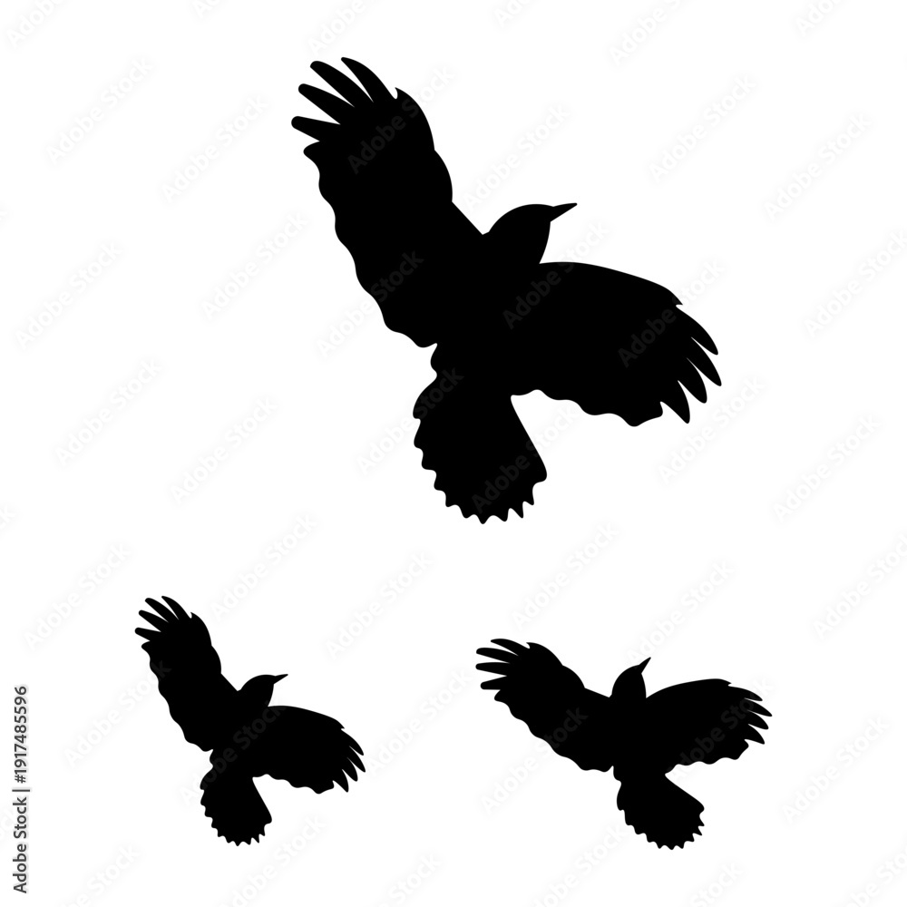 Fototapeta premium Flying Bird Silhouette