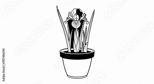 Black and white illustration of a potted iris plant with split petals