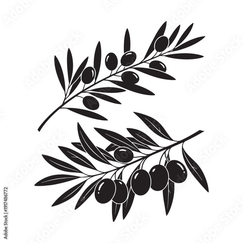 Olive branch silhouette with leaves and fruits on a white background