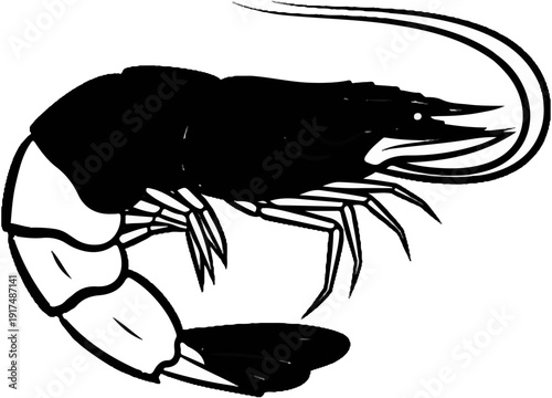 Black and white illustration of a shrimp with segmented body, antennae, and legs