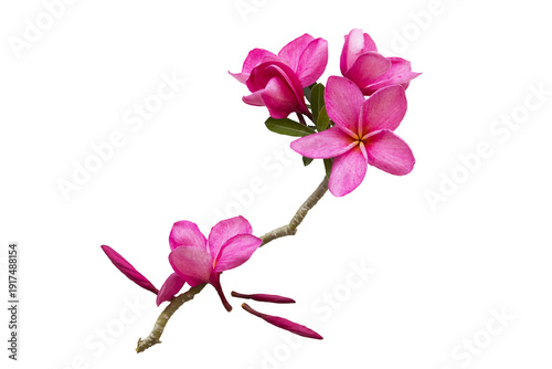colorful pink flowers frangipani local flora of asia arrangement flat lay postcard style 
