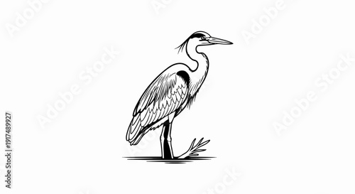 Black and white sketch of a standing heron with its leg raised