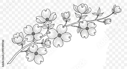 Black and white sketch of dogwood blossoms on a branch