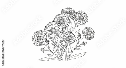 Black and white line drawing of a cluster of aster flowers with buds and leaves