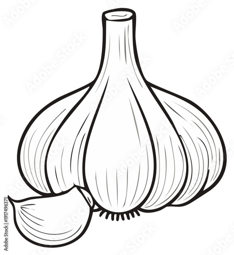 Simple line art illustration of a garlic bulb and clove for culinary designs or coloring pages
