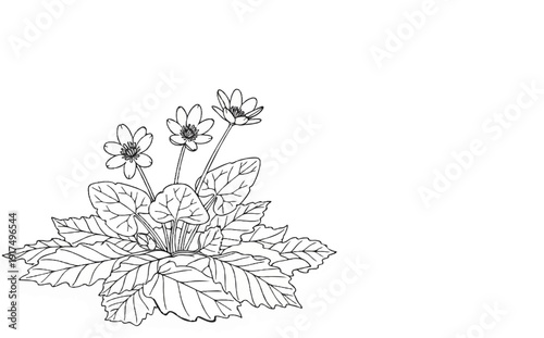 Delicate outline drawing of a small flowering plant with multiple leaves